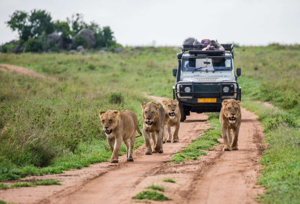 travelers-looking-lions