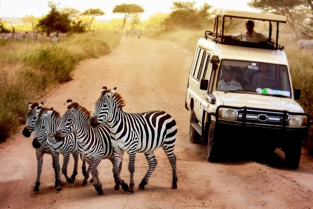 zebras-at-serengeti-national-park-in-Tanzania