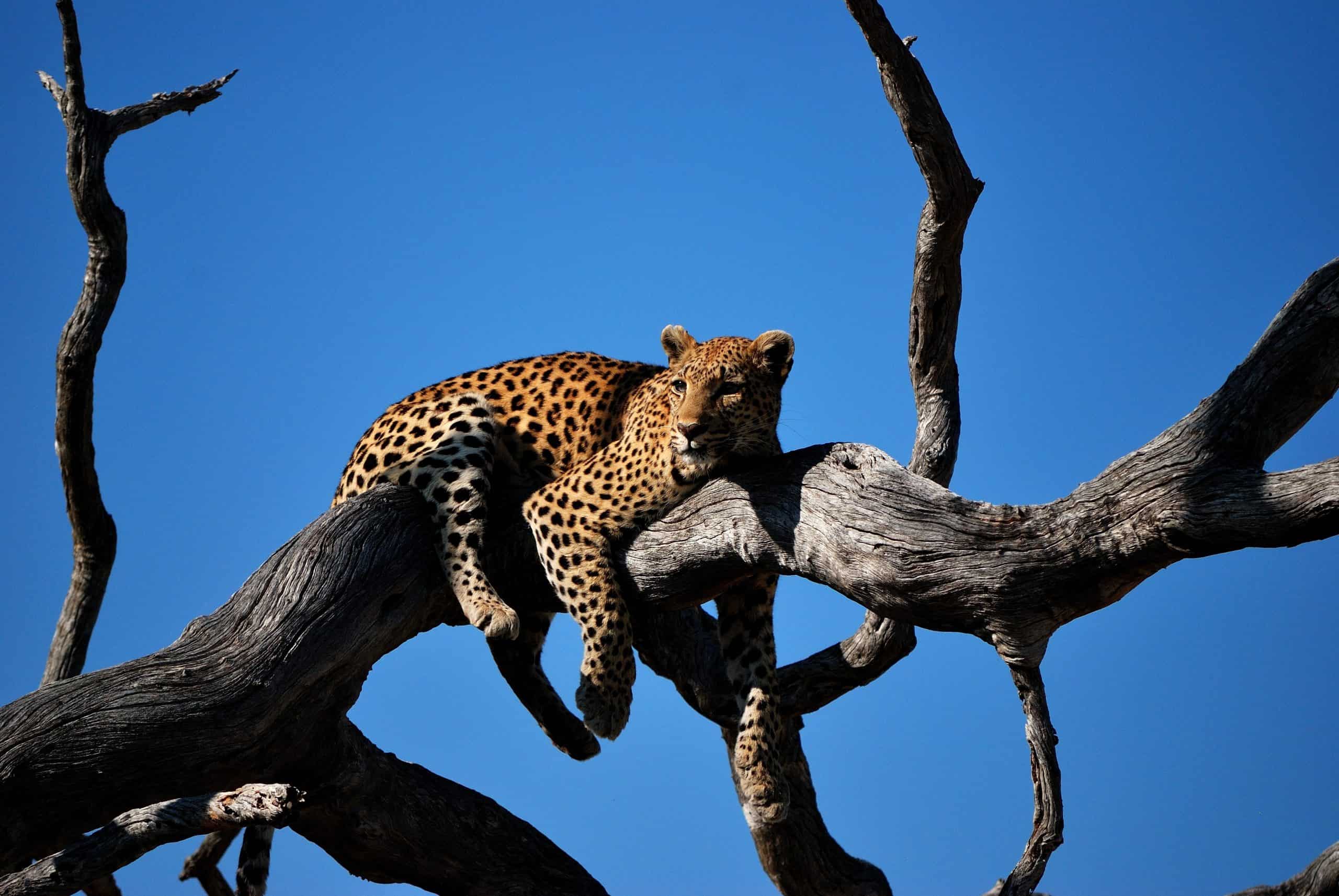 leopard-laying-in-tree